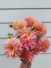 Load image into Gallery viewer, Dahlia Cliffs Salmon
