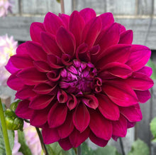 Load image into Gallery viewer, Dahlia Giant Blue Edge

