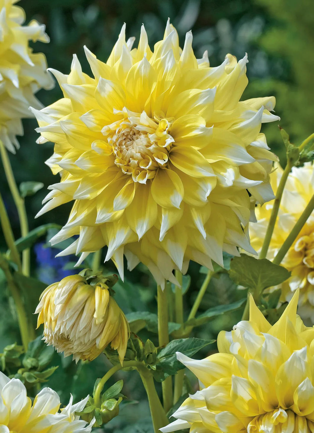 Dahlia Giant Lemon Snow