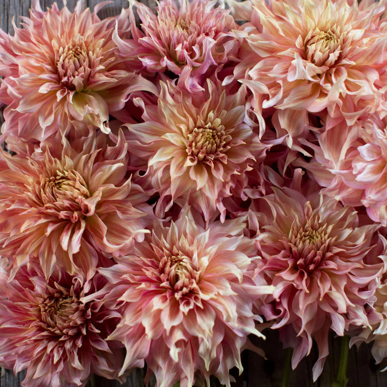 Dahlia Penhill Watermelon
