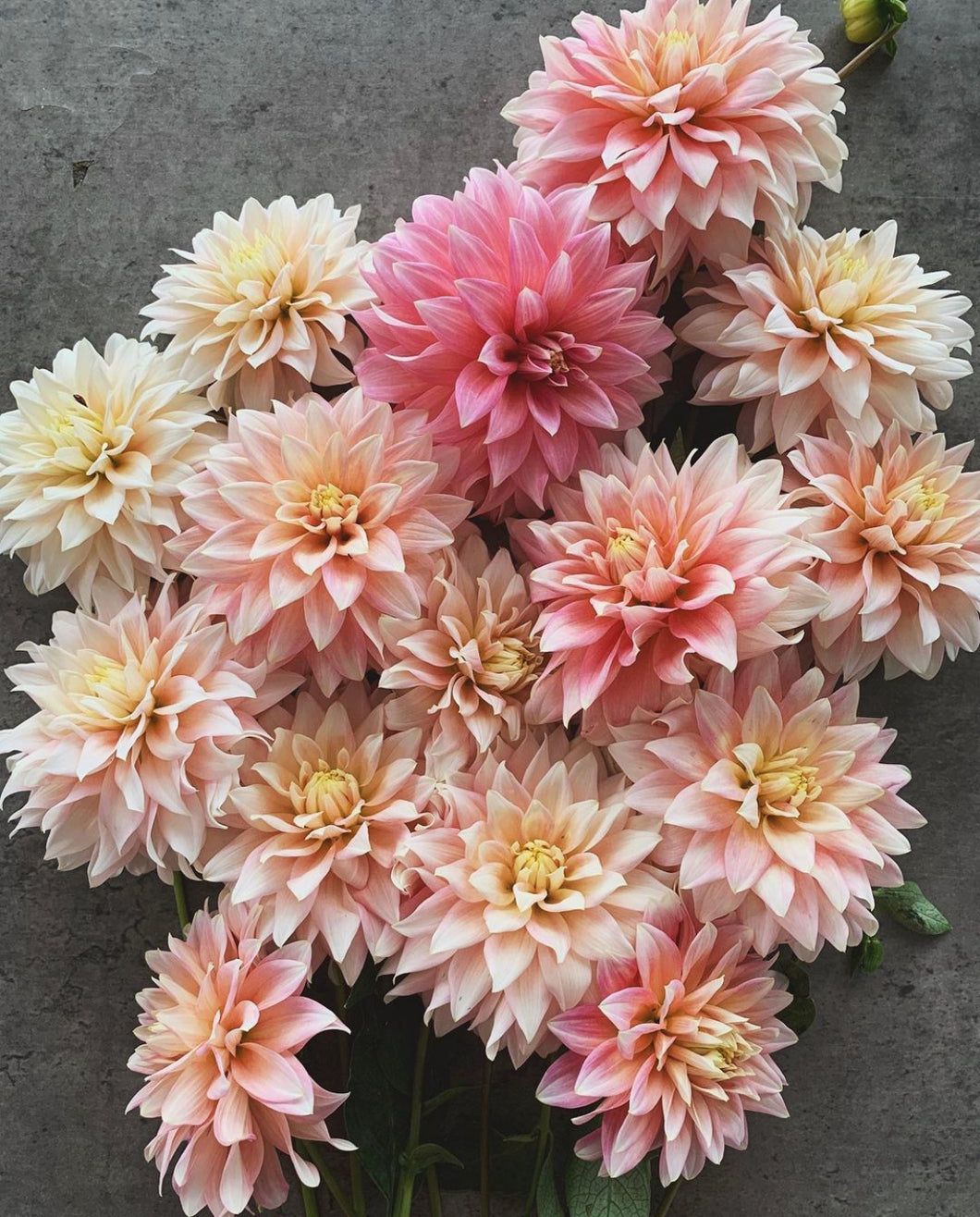 Dahlia Cliffs Salmon