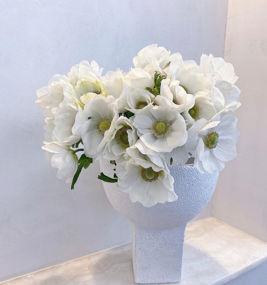UVP Anemone De Caen White 10pk