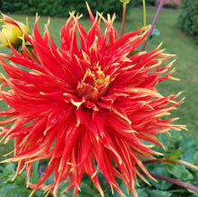 Load image into Gallery viewer, Dahlia Giant Show N Tell
