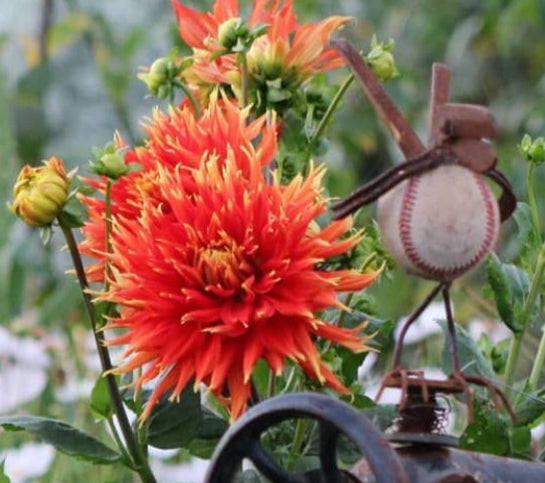 Dahlia Giant Show N Tell