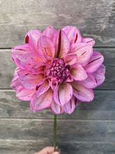 Load image into Gallery viewer, Dahlia Sultan
