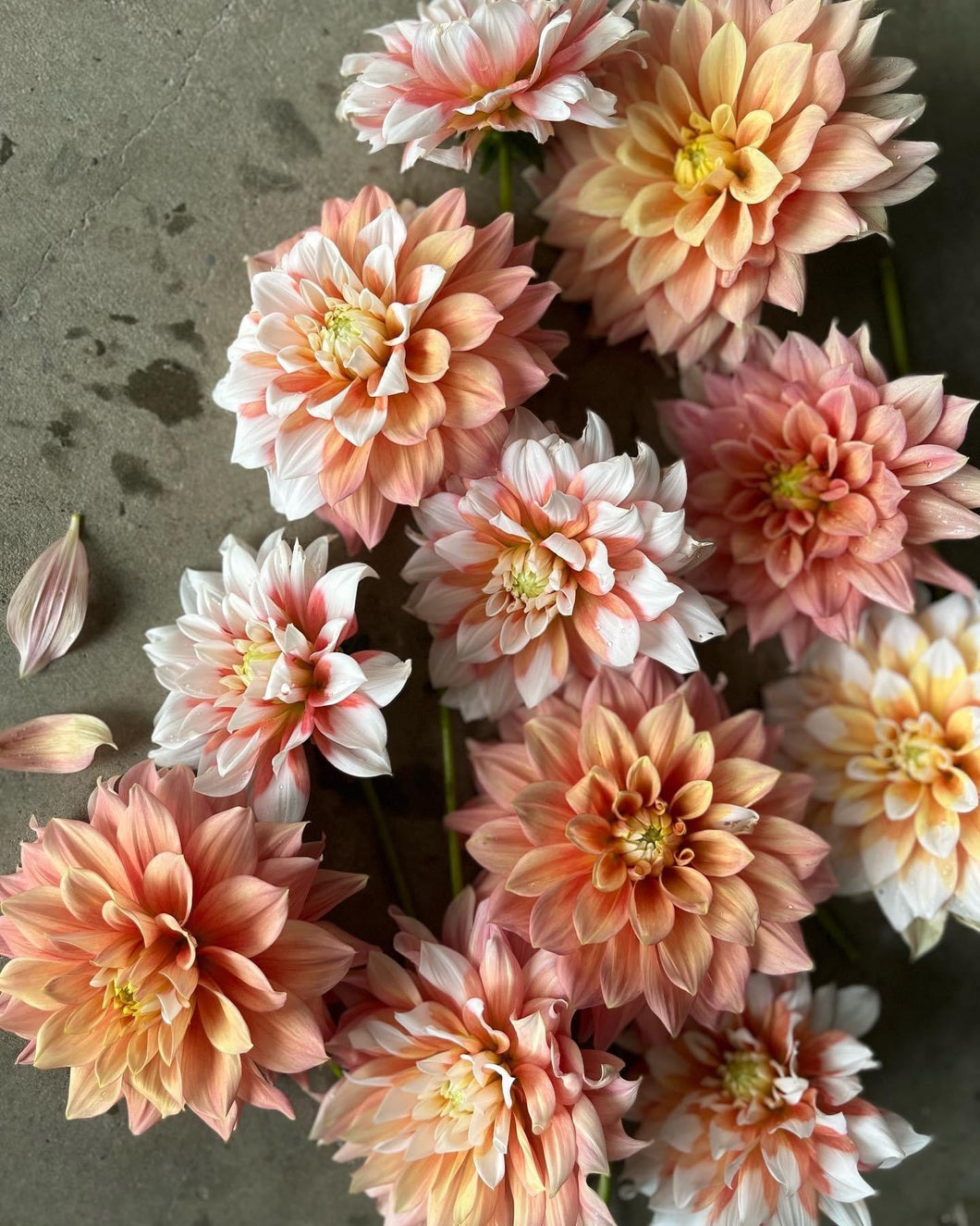 Dahlia Cornflake