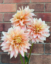 Load image into Gallery viewer, Dahlia Cliffs Salmon
