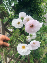 Load image into Gallery viewer, Cosmos Cupcake Mixed
