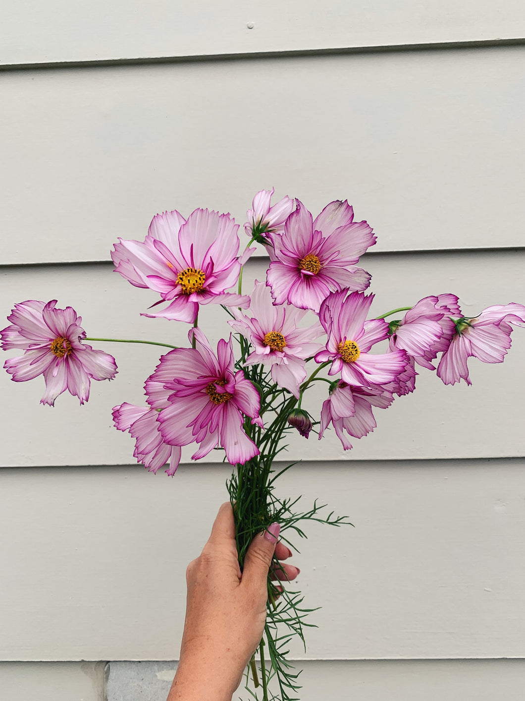 Cosmos Sensation Daydream