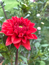 Load image into Gallery viewer, Dahlia Hot Shot
