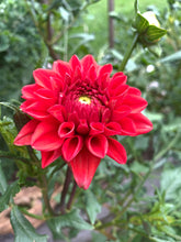 Load image into Gallery viewer, Dahlia Hot Shot

