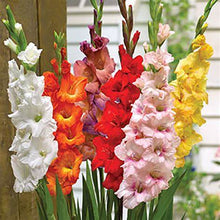 Load image into Gallery viewer, Gladiolus Mixed 4pk
