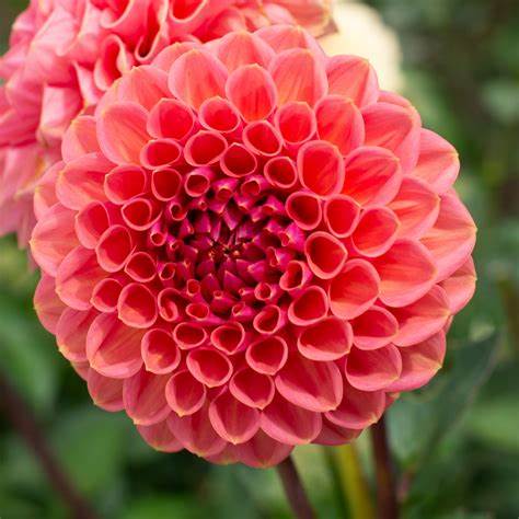 Dahlia Peachy
