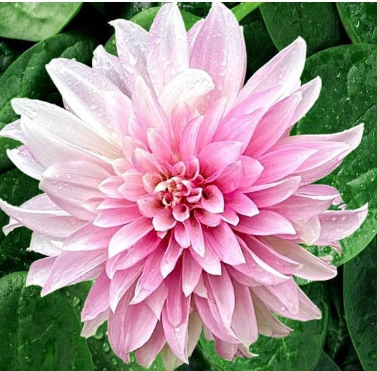Dahlia Glenbank Lavender Blush