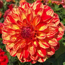 Load image into Gallery viewer, Dahlia Bushfire
