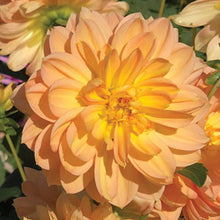Load image into Gallery viewer, Dahlia Golden Leader
