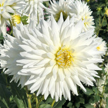 Load image into Gallery viewer, Dahlia My Love
