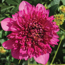 Load image into Gallery viewer, Dahlia Purex
