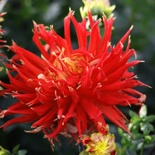 Load image into Gallery viewer, Dahlia Giant Show N Tell
