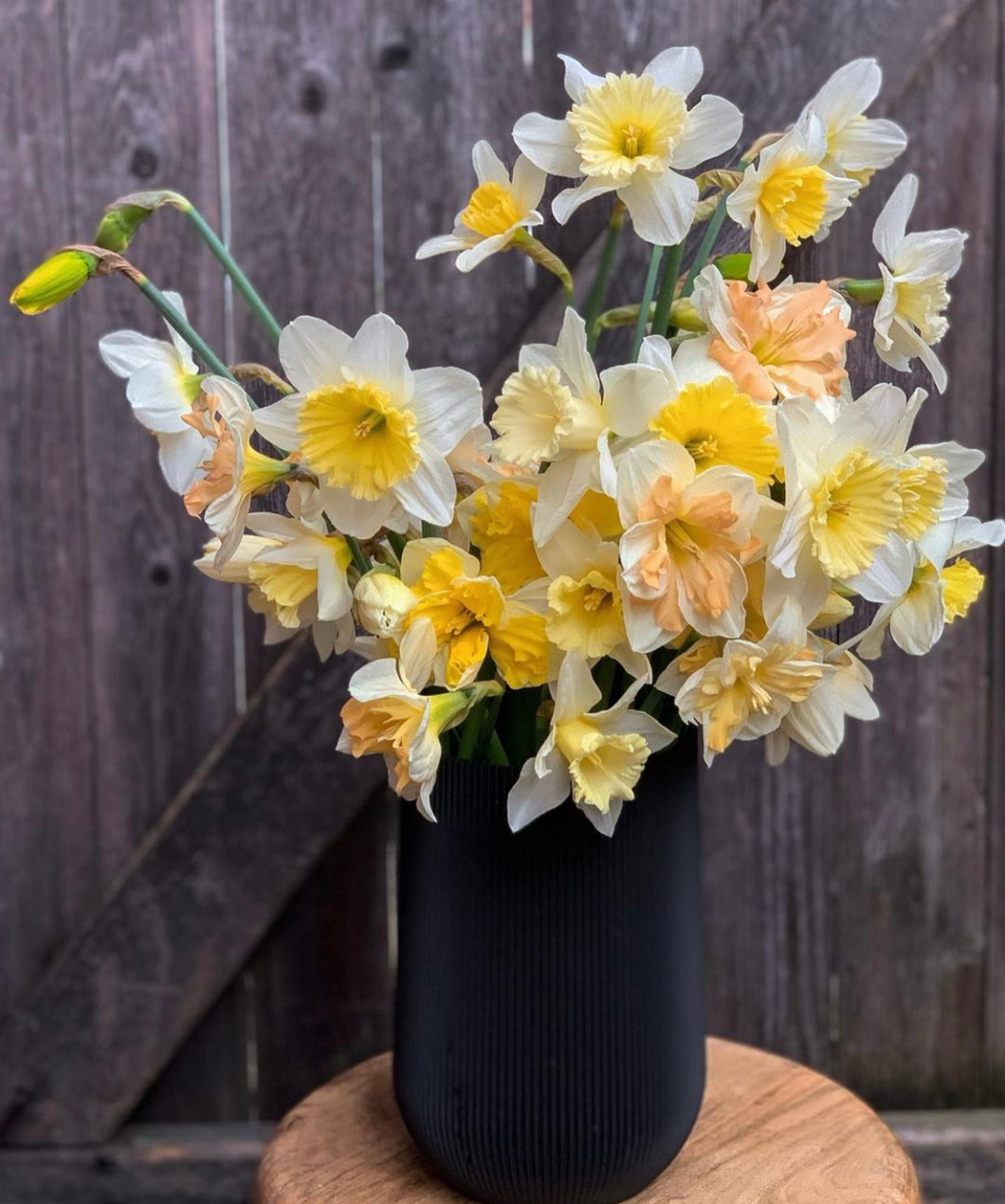 Daffodil Mixed Premium 6pk