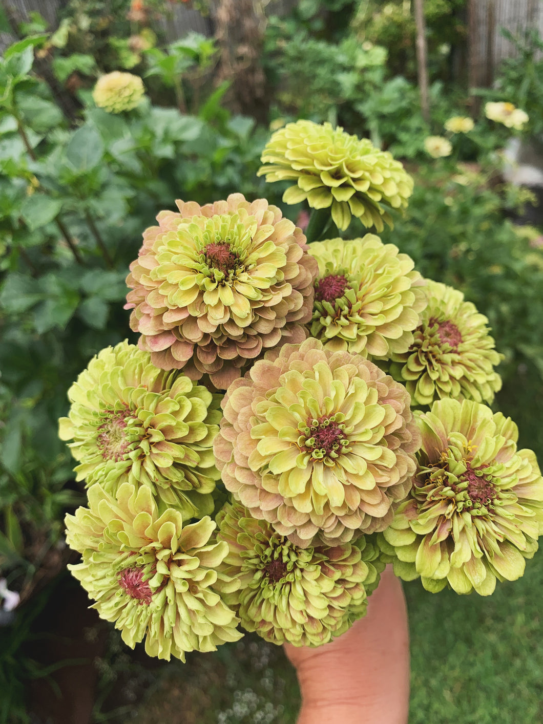 Zinnia Queen Lime With Blush