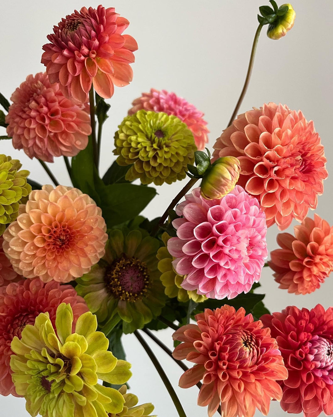 Dahlia Florelie Angostura