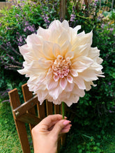 Load image into Gallery viewer, Dahlia Cafe Au Lait
