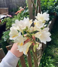 Load image into Gallery viewer, Freesia Refracta Alba (Grandma&#39;s Favourite) 8pk
