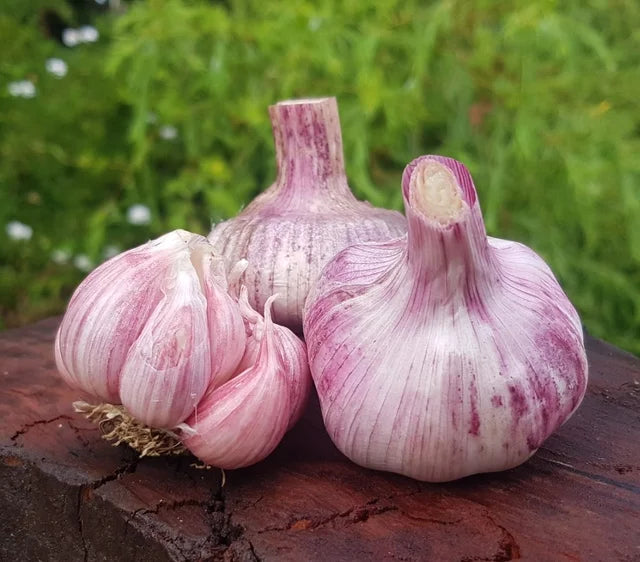 Garlic Australian Red