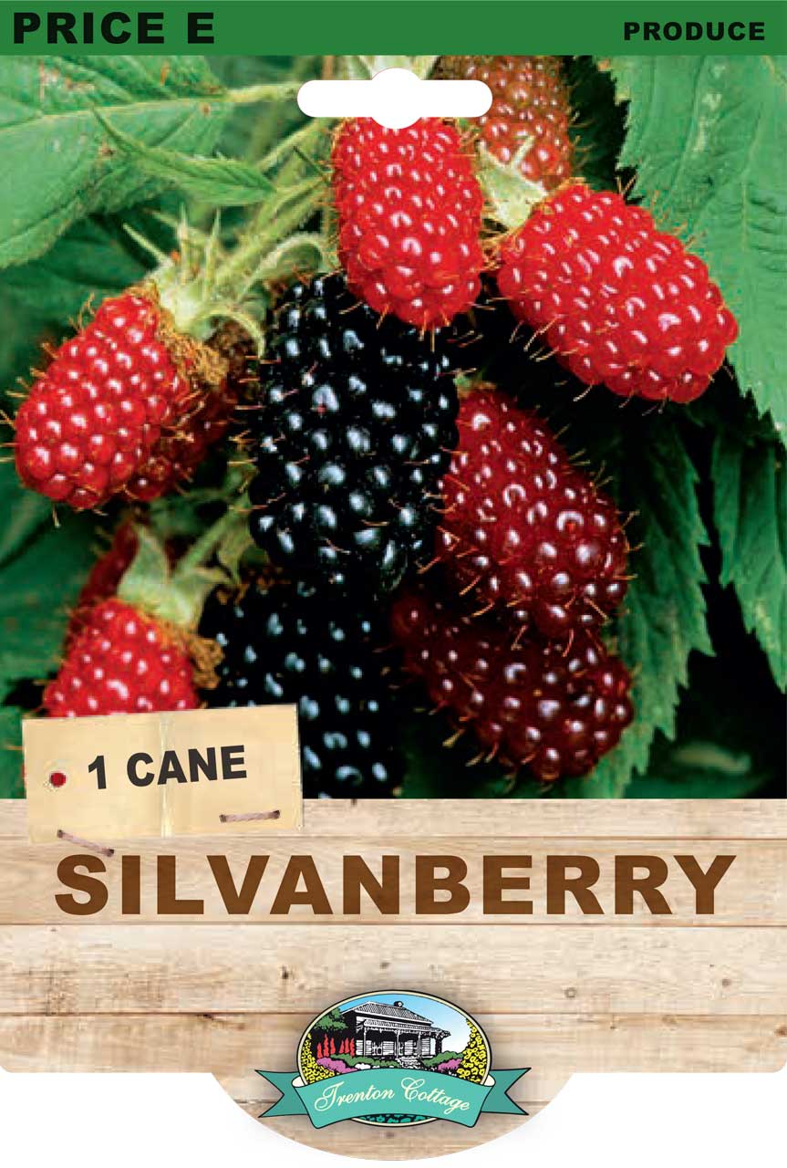 Silvanberry