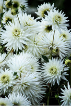 Load image into Gallery viewer, Dahlia My Love
