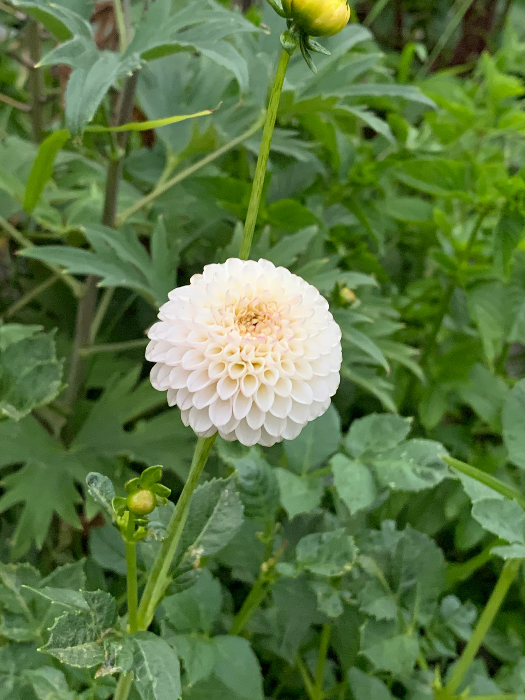 Dahlia Little Angel