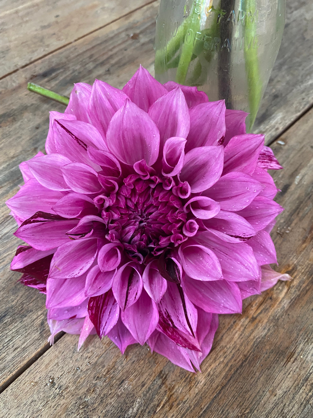Dahlia Giant Samoan Prince