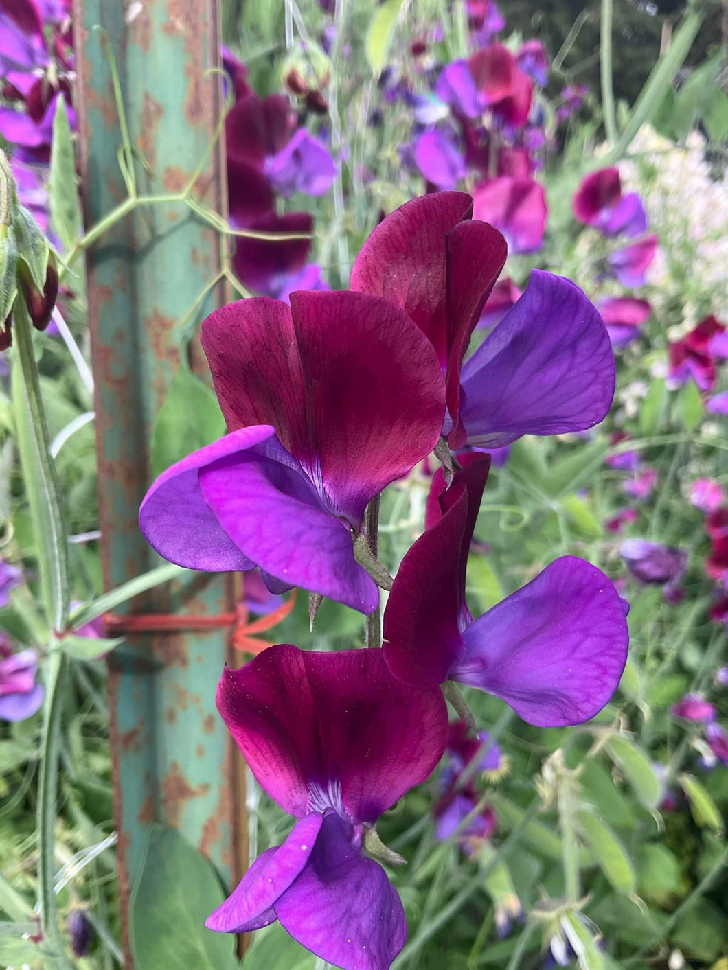 Sweet Pea Cupani