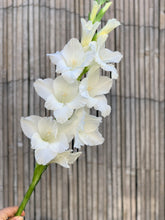 Load image into Gallery viewer, Gladiolus Sophie

