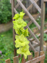 Load image into Gallery viewer, Gladiolus Green Star
