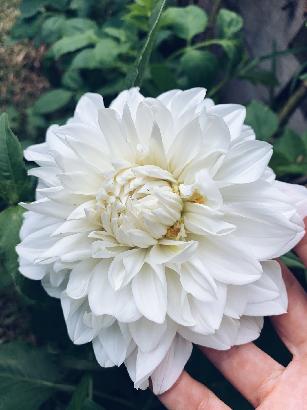 Dahlia Decorative White