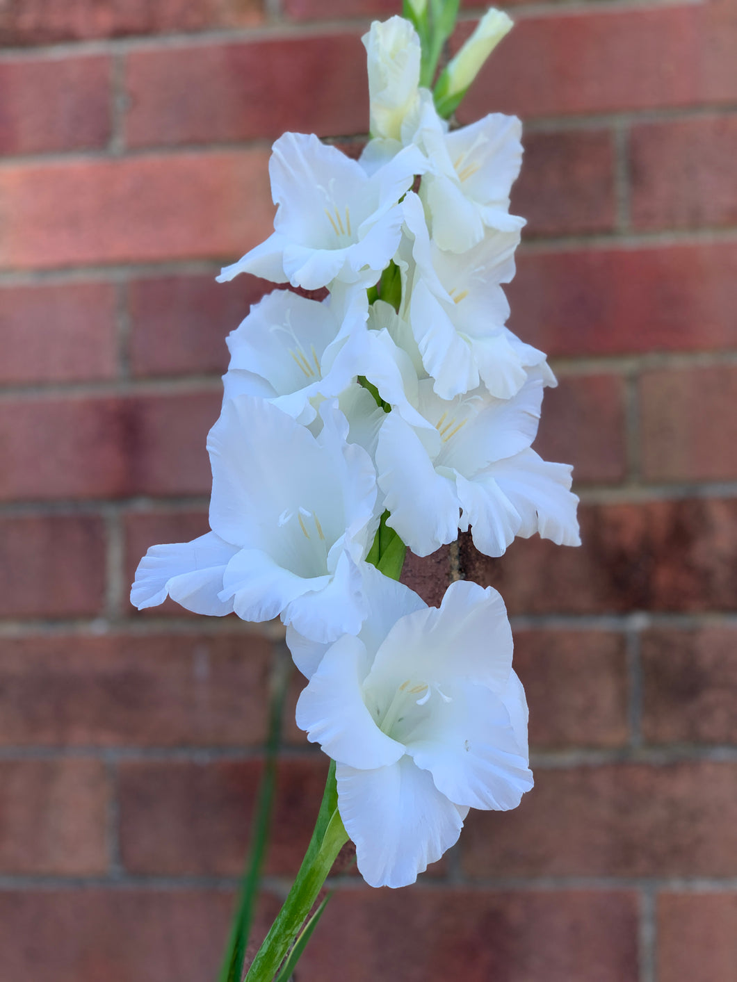 Gladiolus Sophie