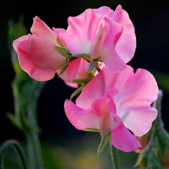 Sweet Pea Mammoth Rose Pink