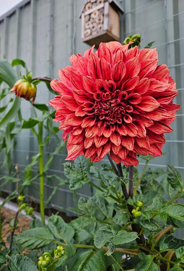 Dahlia Giant Tiger Bey