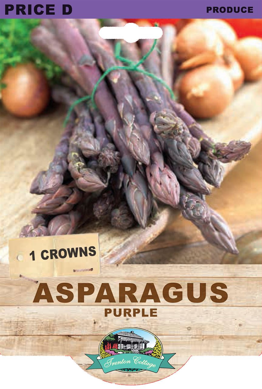 Asparagus - Purple