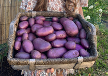 Load image into Gallery viewer, Certified Seed Potato Royal Blue
