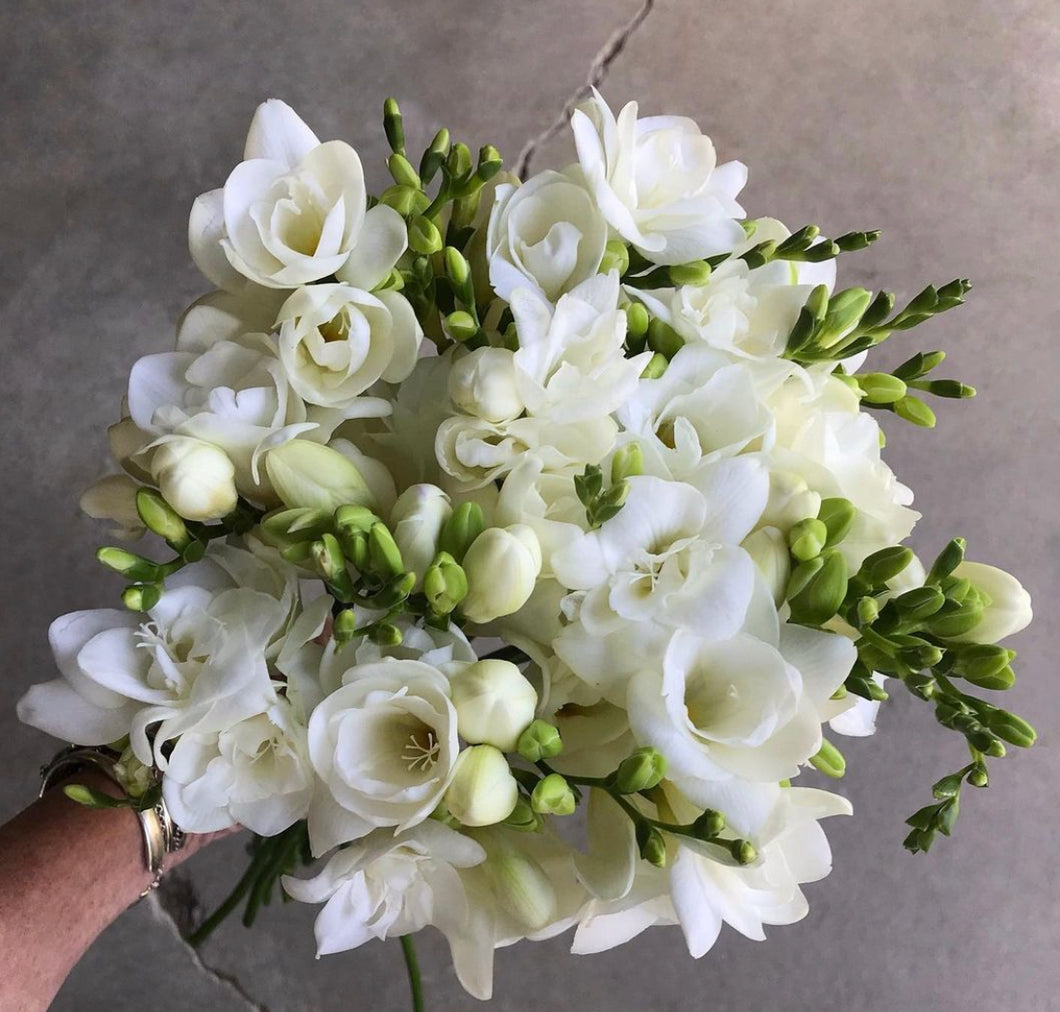 Freesia Giant White 7pk