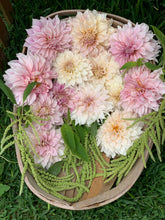 Load image into Gallery viewer, Dahlia Cafe Au Lait
