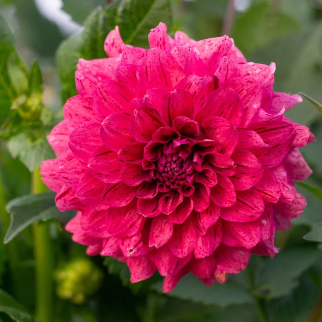 Dahlia Florelie Morello