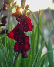 Load image into Gallery viewer, Gladiolus Espresso
