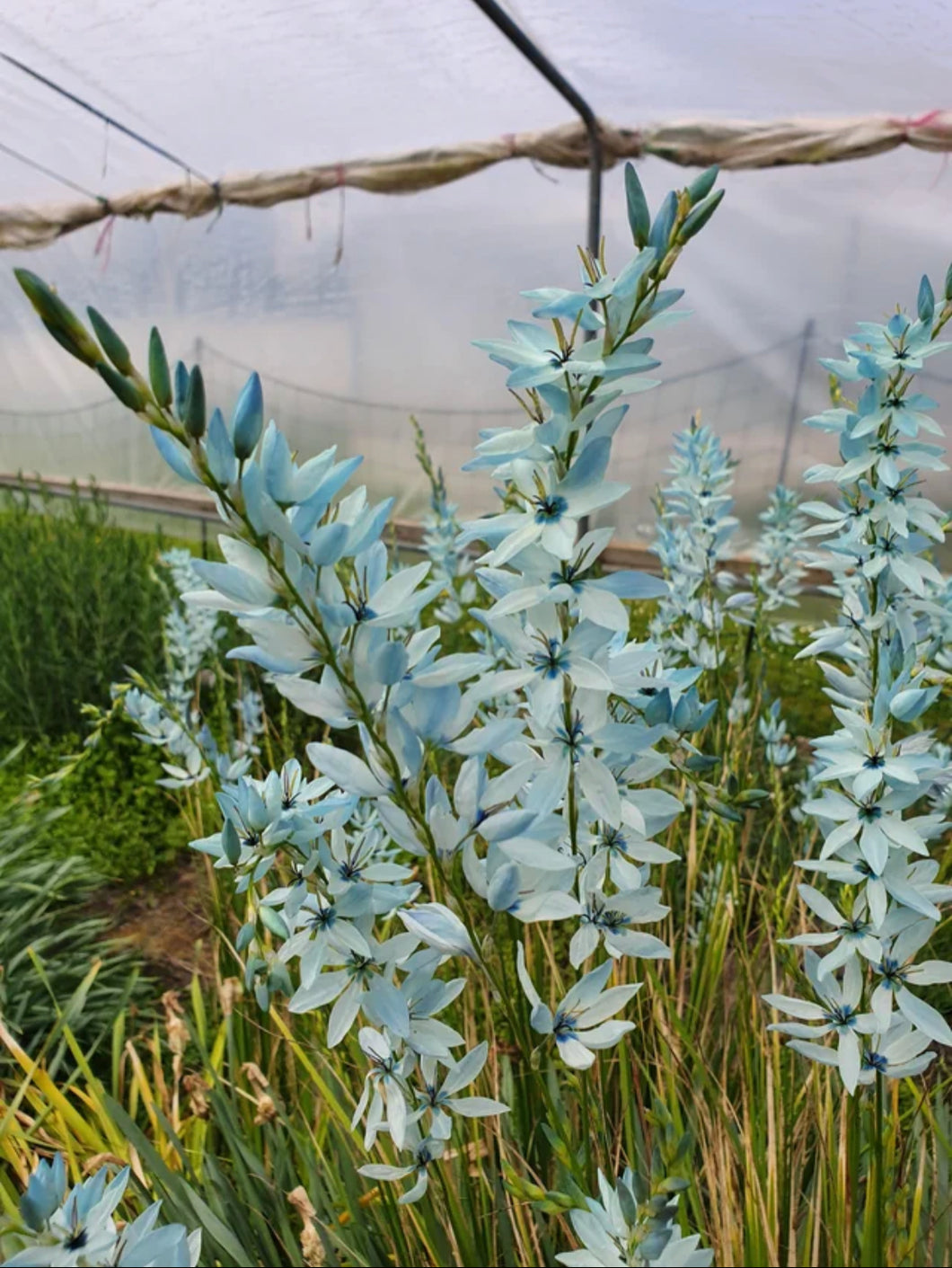 Ixia Amethystina