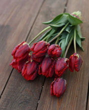 Load image into Gallery viewer, UVP Tulip Rococo Parrot 4pk
