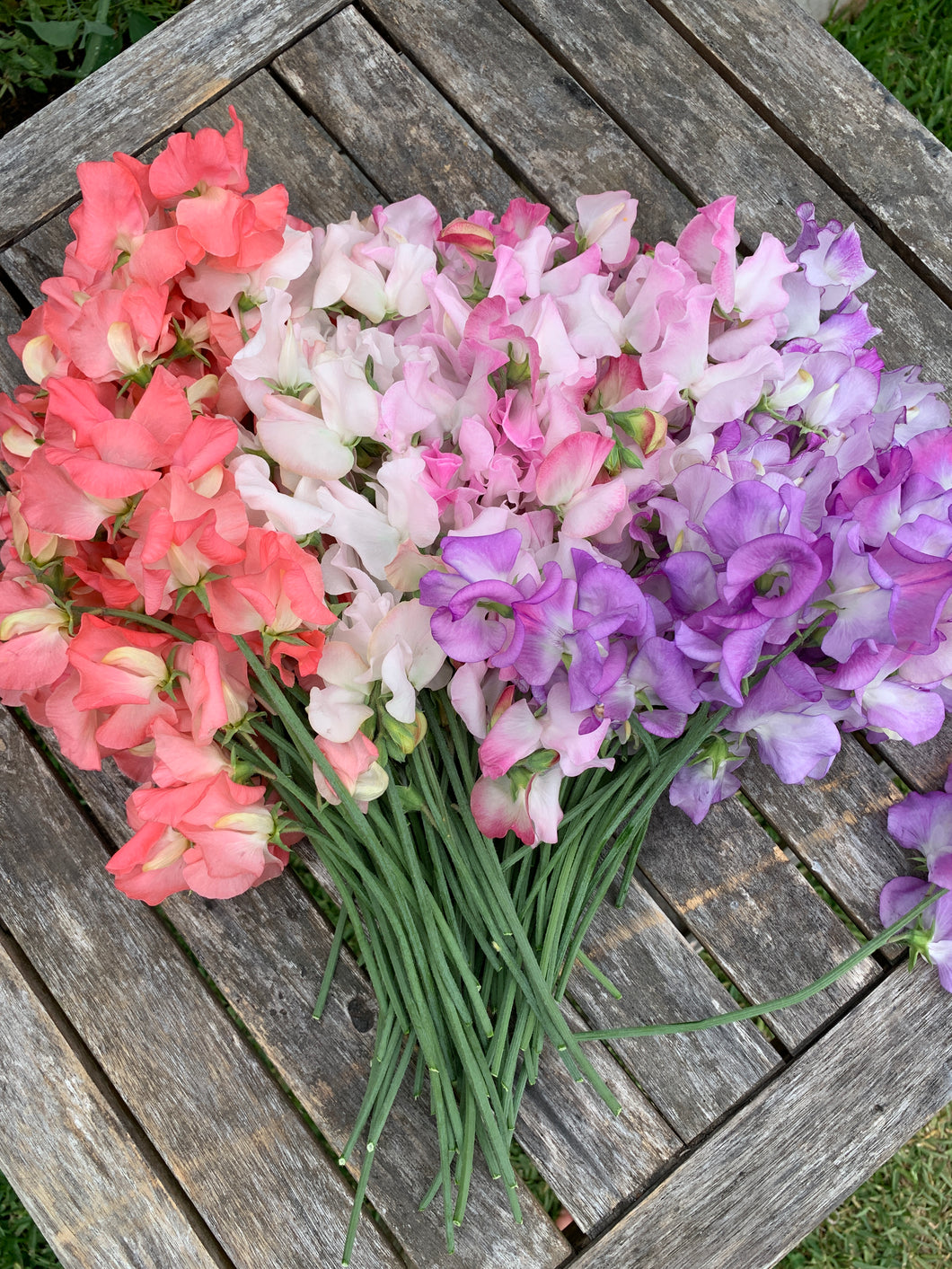 Sweet Pea Spencer Mix