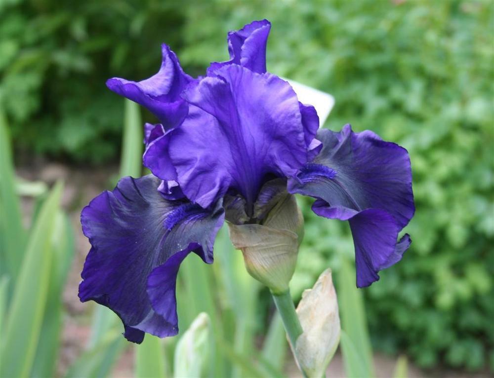 Bearded Iris Midnight Blue